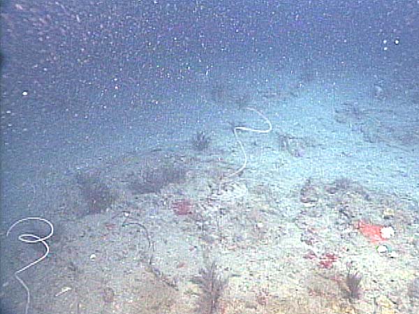 Corkscrew corals