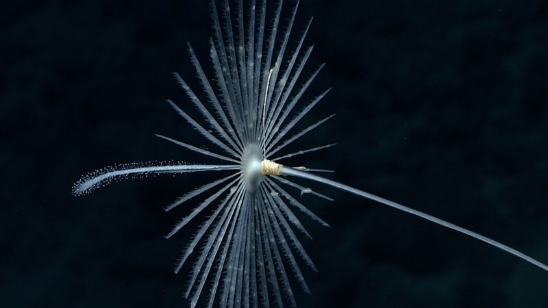 A sea pen with symmetrical, fan-like branches against a dark background.